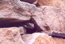 A resident lizard in the Stone House