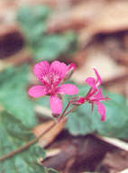 Magenta Stork's Bill