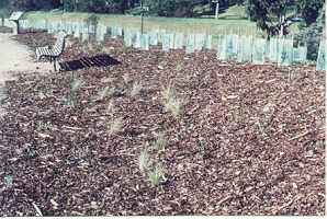 area is mulched and planted