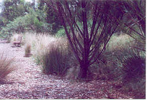 drooping sheoke, lightwood, and sweet bursaria, with an indigenous understory