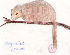 Ringtail Possum by Isabelle Carr