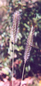 Silky Blue Grass Flower