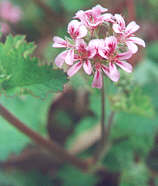 Austral Stork's Bill