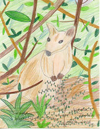 Swamp Wallaby by Jazzmin Jarman